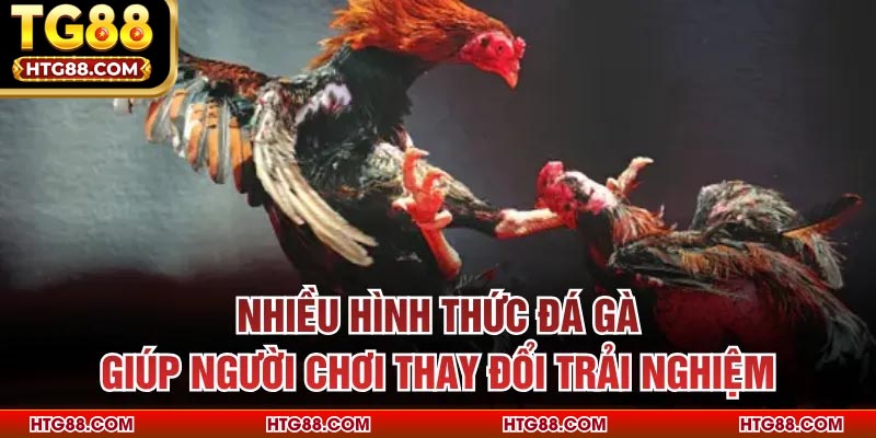 Nhiều hình thức đá gà giúp người chơi thay đổi trải nghiệm